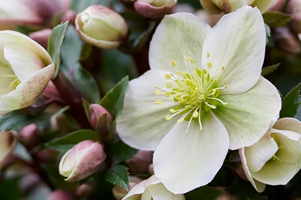 [1002698] Helleborus ericsmithii Olivia® Pot P17 cm - Rose de Noël
