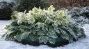 Helleborus Diego Ice® Pot P17 cm - Rose de Noël