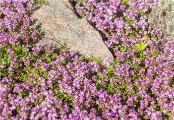 [1002708] Thymus serphyllun Magic Carpet Pot P9 cm ** Thym serpolet comestible **