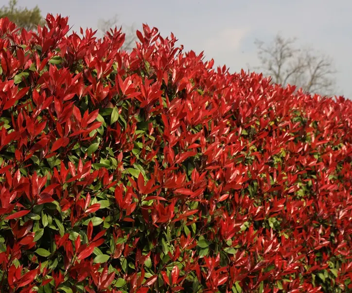 [1002719] Photinia Fraseri Carré Rouge 125 150 cm Fort XTRA Pot P30 ** Plus compact, moins de taille**