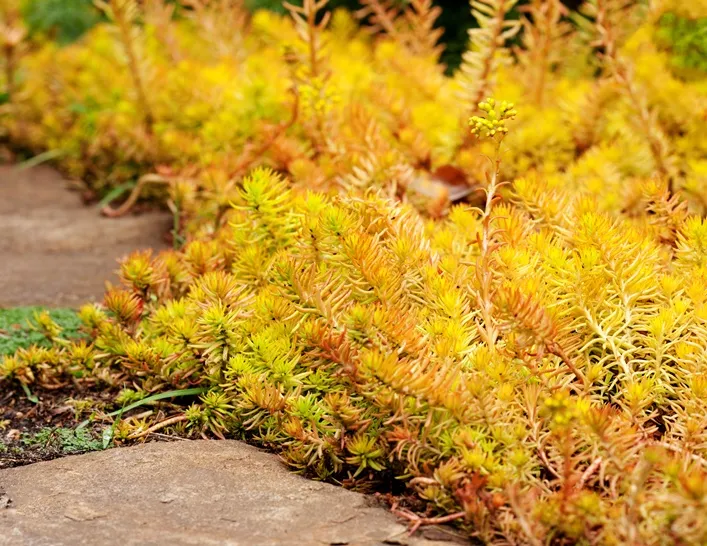 Sedum reflexum Angelina Pot P9 - *** Prix réduit à partir de 24 pl. **