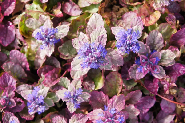 Ajuga rep. Burgundy Glow Pot P9