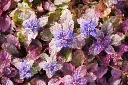 Ajuga rep. Burgundy Glow Pot P9