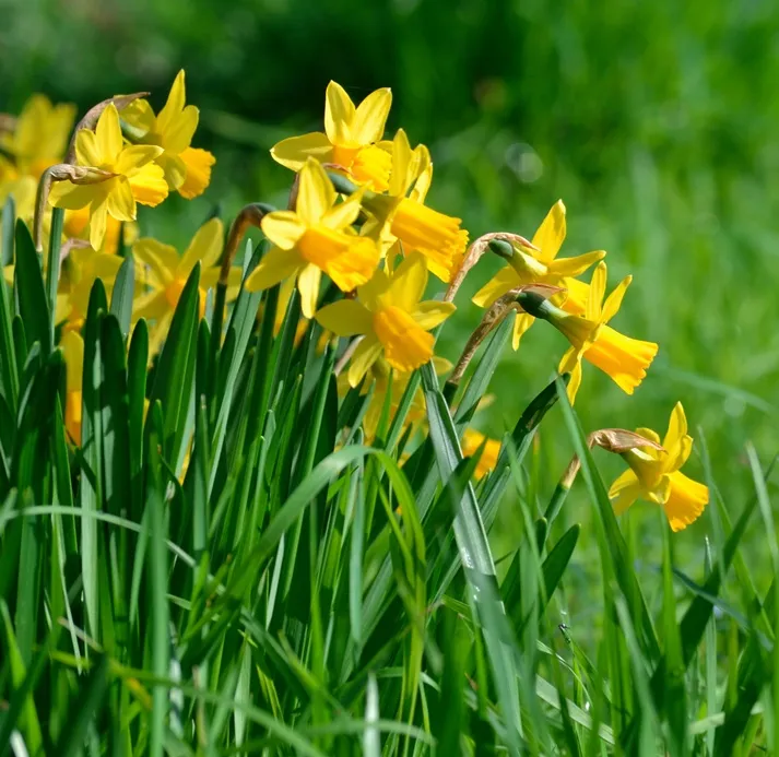 [1002768] Narcisses tête à tête * 250 pc cal 12 14