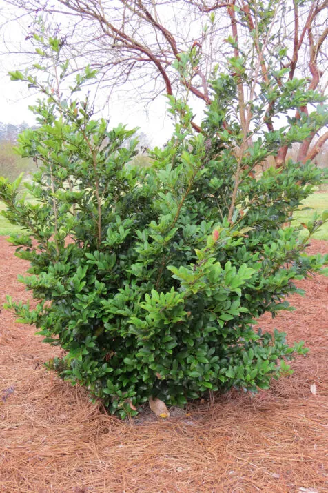 Distylium Linebacker® Pot