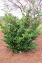 Distylium Linebacker® Pot