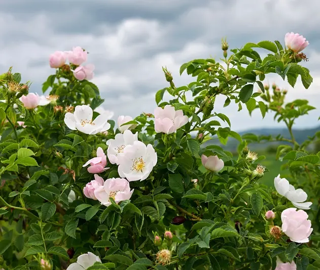 [1002811] Rosier Rosa Canina Pot Litres ** Églantier.