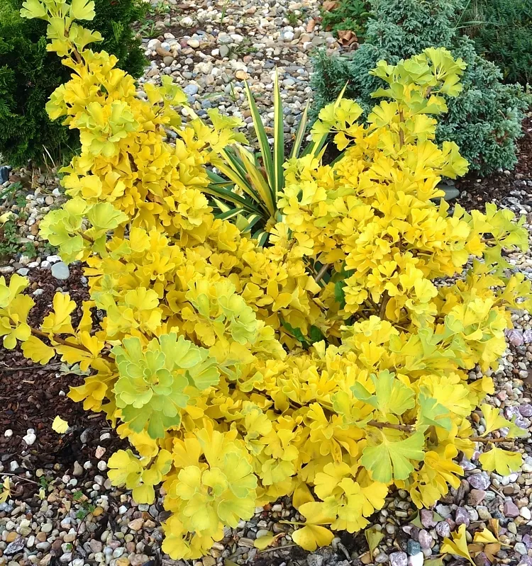 Ginkgo biloba Troll 50 60 cm Pot C8 Litres * Nain **