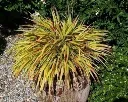 Hakonechloa macra Sunflare Pot P17 cm