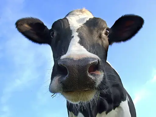 [131231] Fumier Vache 20 kg Sani Bio Seche