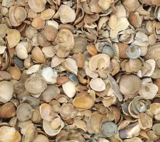 [135006] Coquilles décoratives sac 13.5 litres