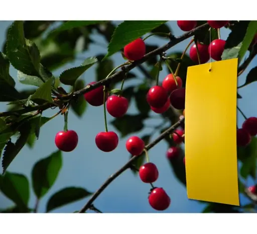 [141485] Piège mouche de la cerise 5x plaques engluées + 2 capsules Ecostyle BIO