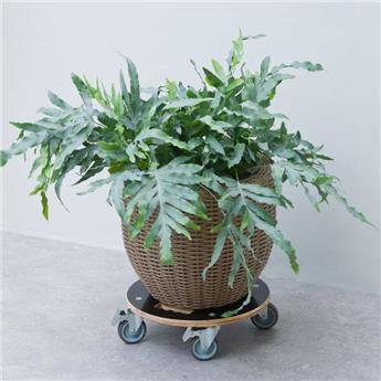 [144283] Support bois solide D 38 cm 4 roul. dont 2 freins