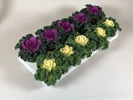 [110023] Choux d ornement variés Pot 9-12 cm / pc