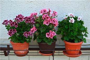 [141649] Pelargonium grandiflorum variés Pot P19