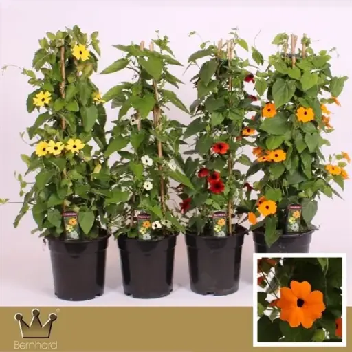 [134572] Thunbergia Suzanne pyramide Pot 17
