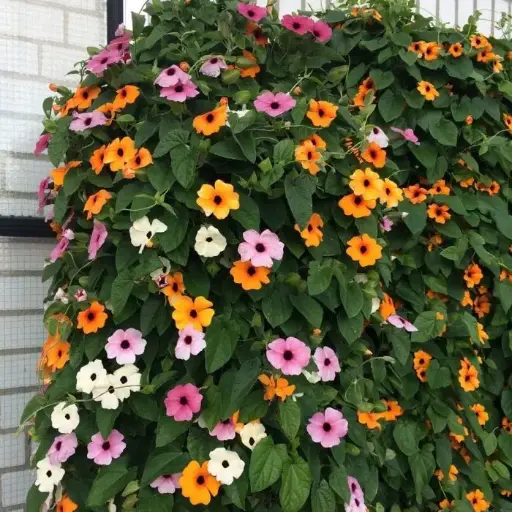 [120648] Thunbergia alata Mix pyramide 90 cm P19 yeux de Zuzanne