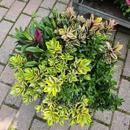 [142058] Hebe addenda Quattro® Pot P23cm
