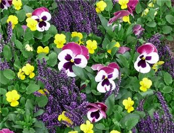 [123477] Pensees variées petit pot ( plp )