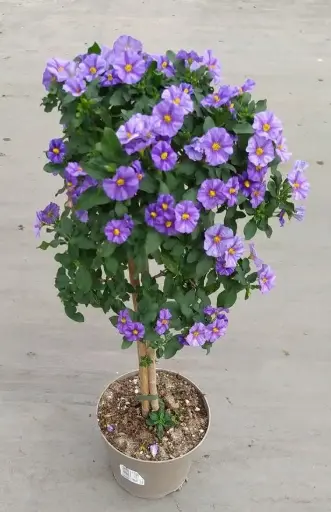 [112138] Solanum rantonetti Blue Tige P19