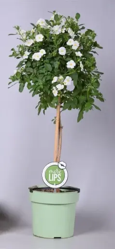 [135087] Solanum rantonetii Charles White Mini Tige +/- 40 cm Pot P19