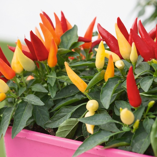 [142105] Capsicum Sombrero Pot P10 ** Piment décoratif pas toxiue mais non comestible **