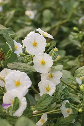 [104223] Solanum rantonnetii Charles White Pot P23