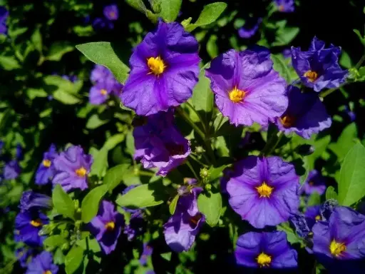 [139621] Solanum rantonnetii Blue Buisson Pot P19