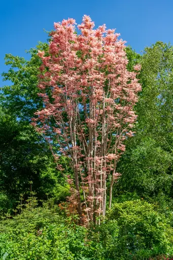 [145375] Toona sinensis Flamingo 14 16 Haute Tige MG
