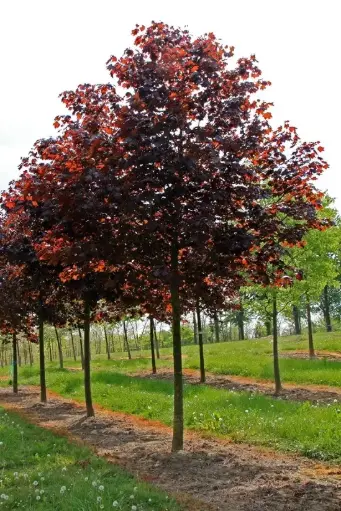 [128166] Acer platanoides Crimson King XXL Haute Tige 18 20 Motte - Erable pourpre