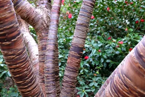 [140731] Prunus serrulata ou Tibetica Cépée multi troncs 200 250 Motte - Cerisier du Tibet.