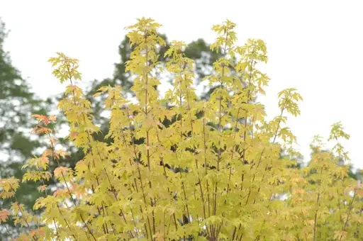 [140286] Acer saccharinum Lutescens Cépée 300 400 cm Pot C70 Multi-troncs