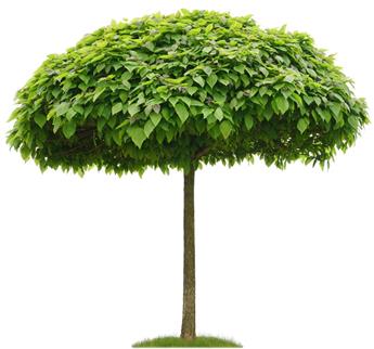 [137995] Catalpa bungei Haute Tige 14 16 Motte Grillagée