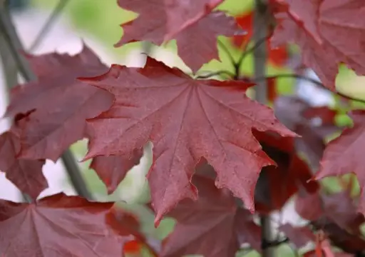 [123343] Acer platanoides Royal Red Haute 14 16 Motte