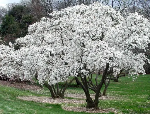 [141328] Magnolia kobus Buisson C 70 L 175+ XXl