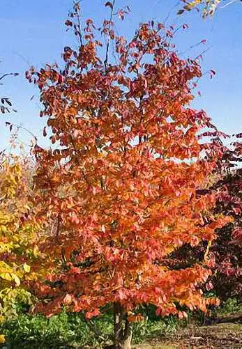 [121506] Parrotia persica Vanessa Baliveau 400 500 cm ** Arbre de fer **