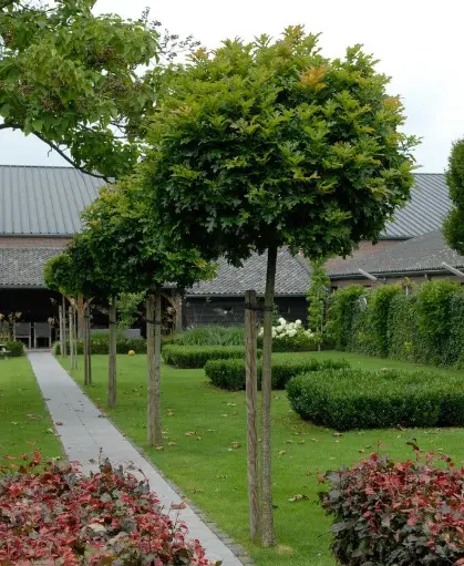 [136367] Quercus palustris Green Dwarf Haute Tige +/- 220 cm Pot - *Chêne des Marais*