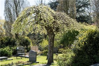 [144638] Ulmus Camperdownii Haute Tige Pot C25 ** Orme pleureur **