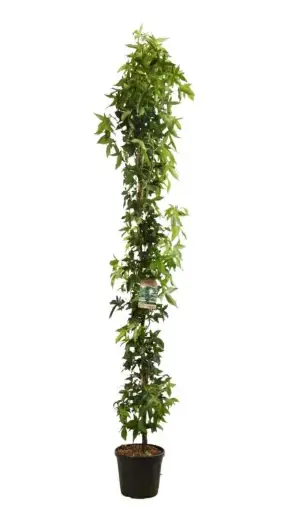 [140748] Liquidambar styraciflua Slender Silhouette Baliveau 300 400 Motte