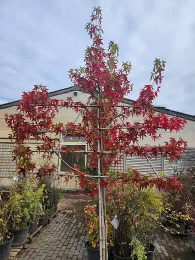 [137757] Liquidambar styraciflua Worplesdon 12 14 XTA Palissé 4 étages