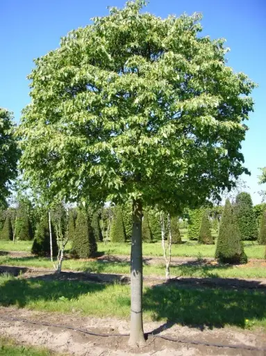 [135749] Tilia cordata Green Globe Haute Tige 14 16 motte