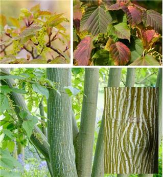 [140460] Acer davidii Baliveau ramifié 250 300 cm Motte