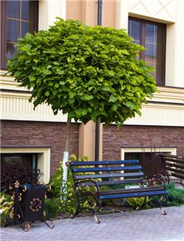 [100680] Catalpa bungei Haute Tige 14 16 XTRA Fort Motte