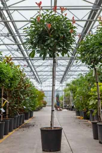 [138907] Photinia fraseri Red Robin Haute Tige 6 8 tronc +/- 2 M  Pot C25