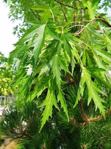 [140575] Acer saccharinum Laciniatum Wieri 16 18 Haute Tige 