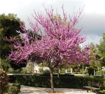 [108050] Cercis siliquastrum Haute Tige 08 10 Pot C30/45 ou Motte ** Arbre de Judée **