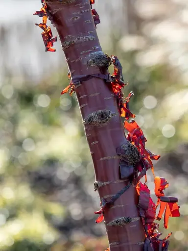 [120920] Prunus serrula Tibetica 08 10 Haute Tige