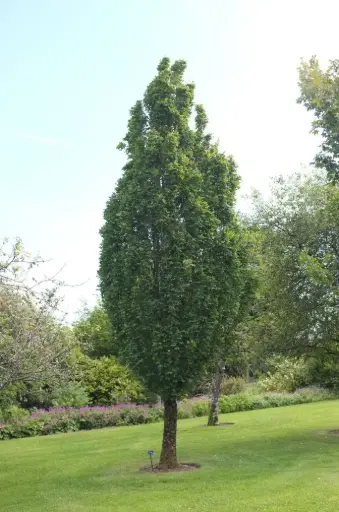 [142364] Acer campestre William Caldwell Haute Tige 12 14 Motte ** Idéal pour petit jardin **