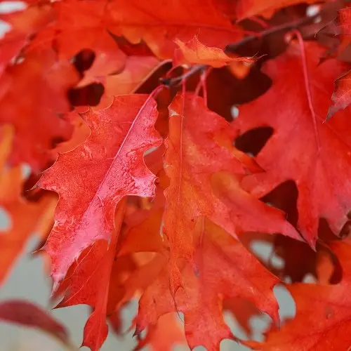 [142360] Quercus rubra Haute Tige 10 12 RN ou Motte (suivant saison)