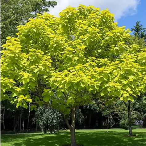 [123006] Catalpa bignonioides Aurea Haute Tige 10 12 Tronc 200 cm Pot C18